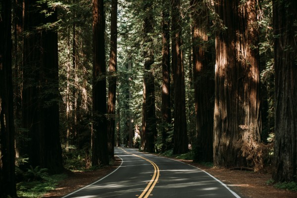 Avenue of the Giants Print